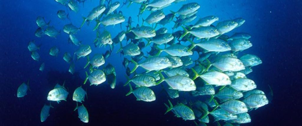 banc poisson web