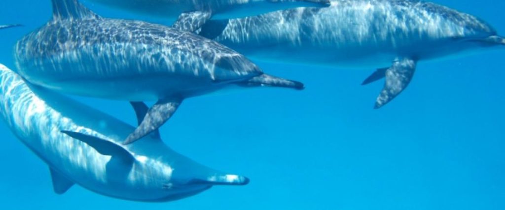 dolphin 806359