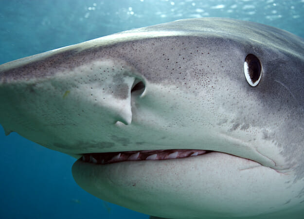 16 shark eye and nostrils