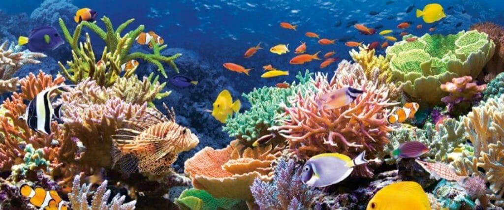 coloured coral