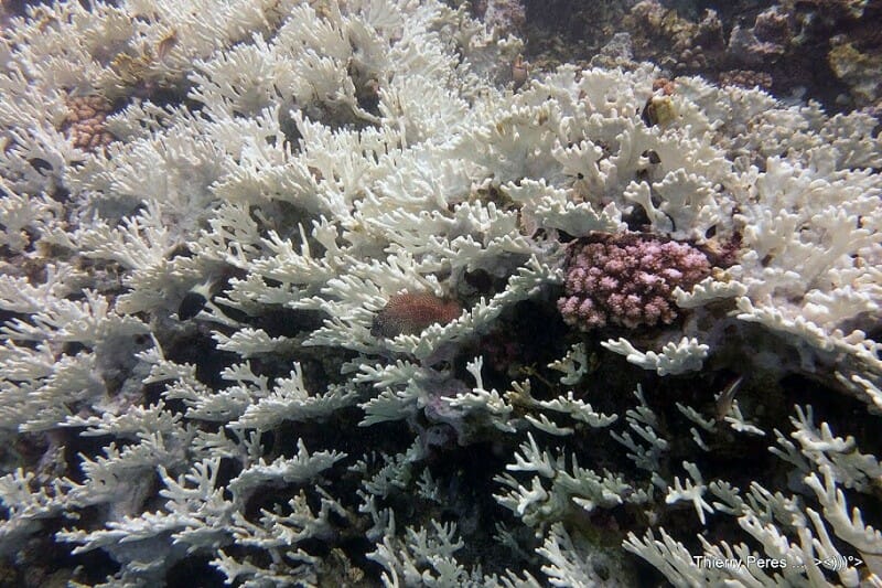 coral bleaching