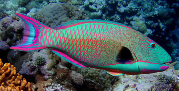 parrotfish