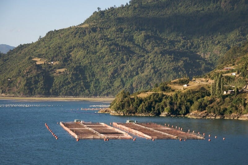Chile : Thousands of salmon treated with antibiotics escape 1 salmon farm chile