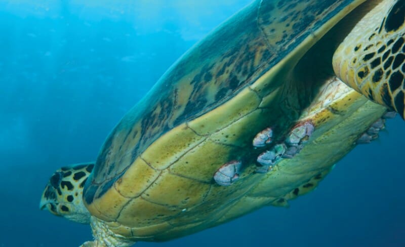 turtle barnacles