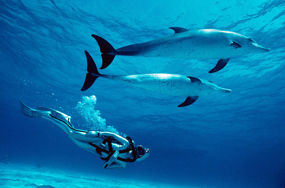 1991 Dolphins