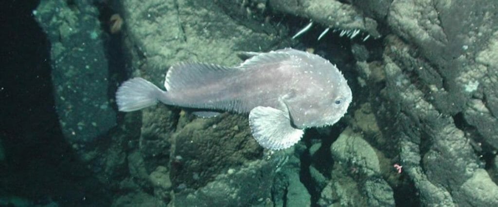 Blob fish in the depths of the oceans : r/TheDepthsBelow