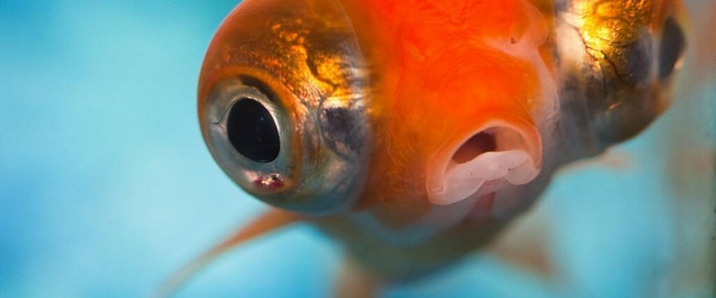 Why don't fish have eyelids ? – Cousteau