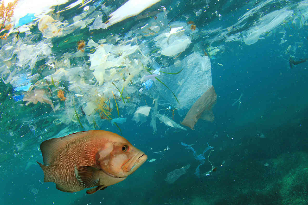 fish plastic cousteau