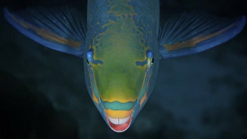 Blobfish – Cousteau