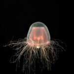 Immortal Jellyfish