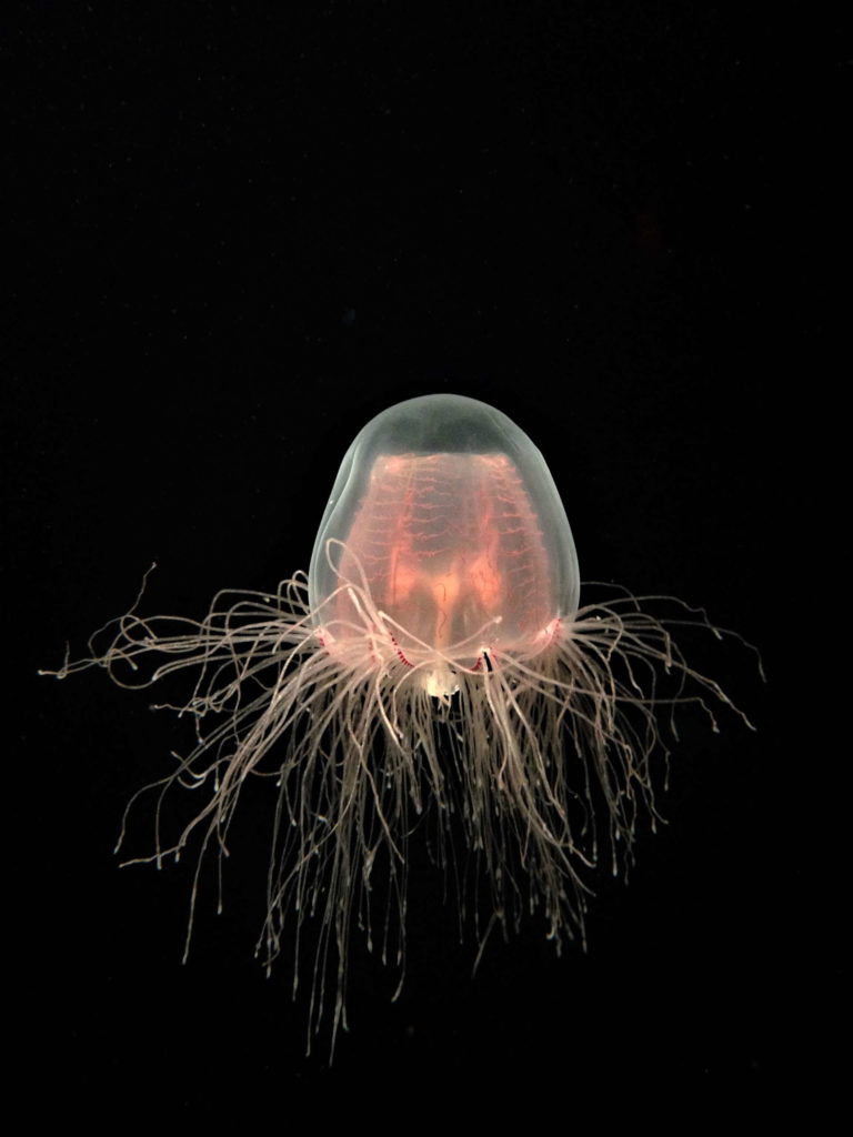 Jellyfish