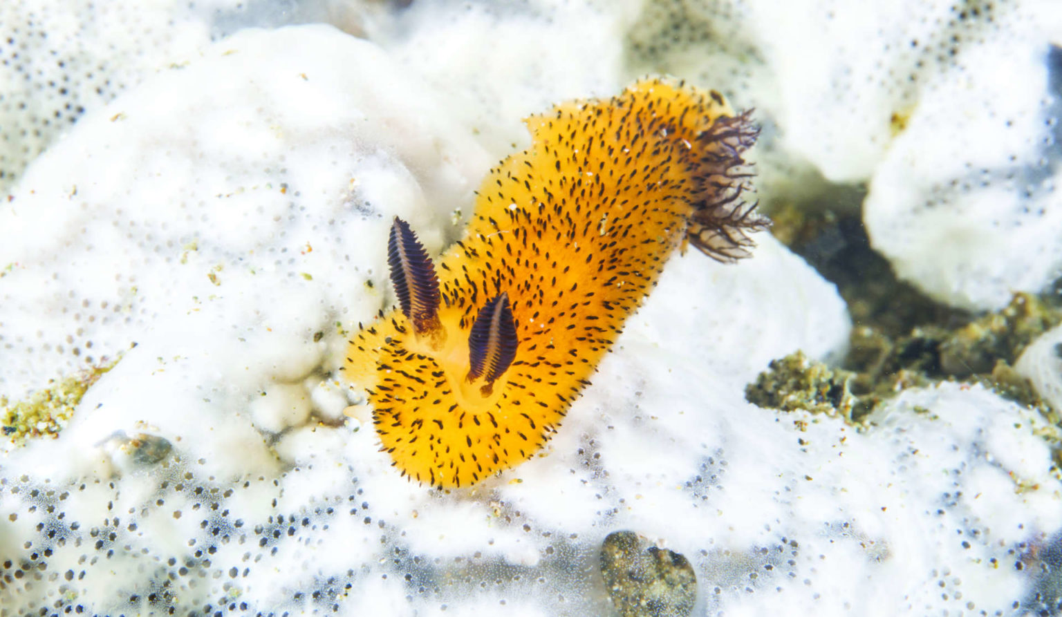 Sea Bunnies Cousteau sea-bunnies-cousteau